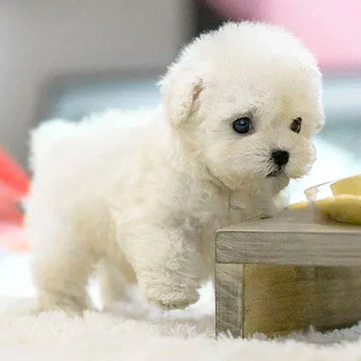 Realistic Robot Puppy🐶(🎄Official NICO Exclusive)🎉