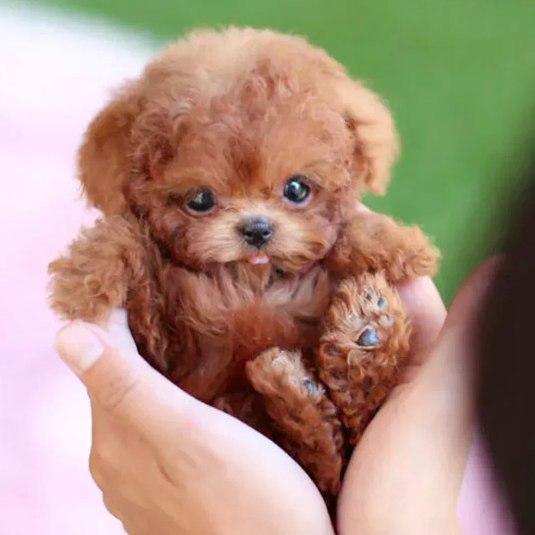 Realistic Robot Puppy🐶(🎄Official NICO Exclusive)🎉